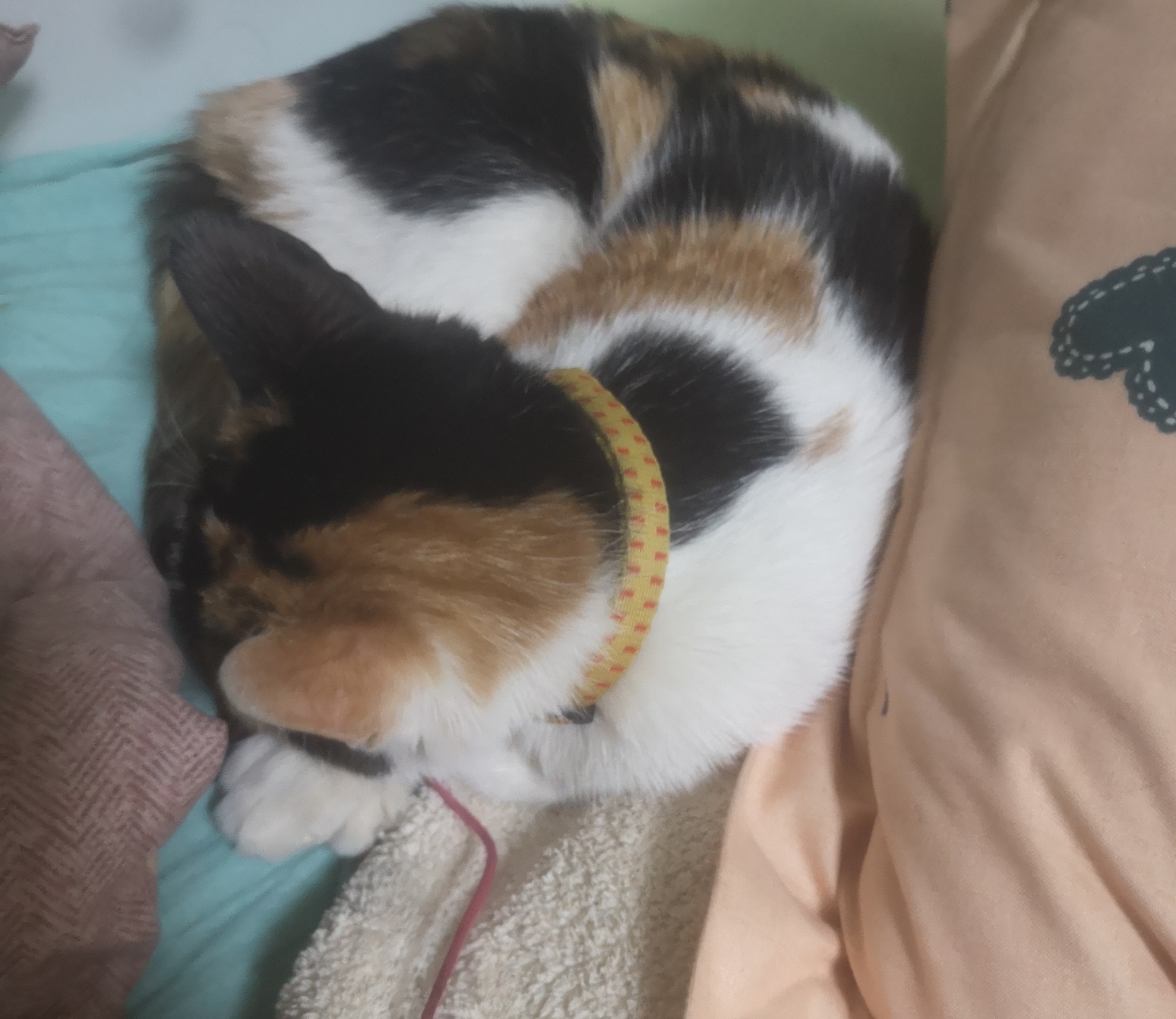 寻猫启事:三花母猫,右爪有黑色印记,耳朵一只黑一只黄,怀孕两个月