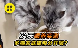 Download Video: 21天实测喂养 | 多猫家庭猫粮分开喂？有它就够了！缅因猫粮推荐