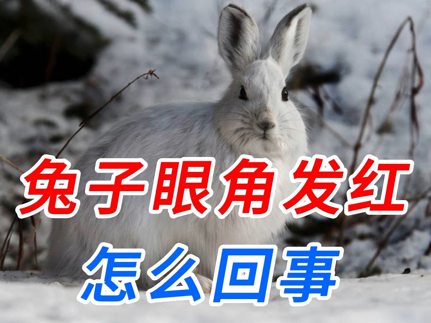 兔子眼角发红怎么回事