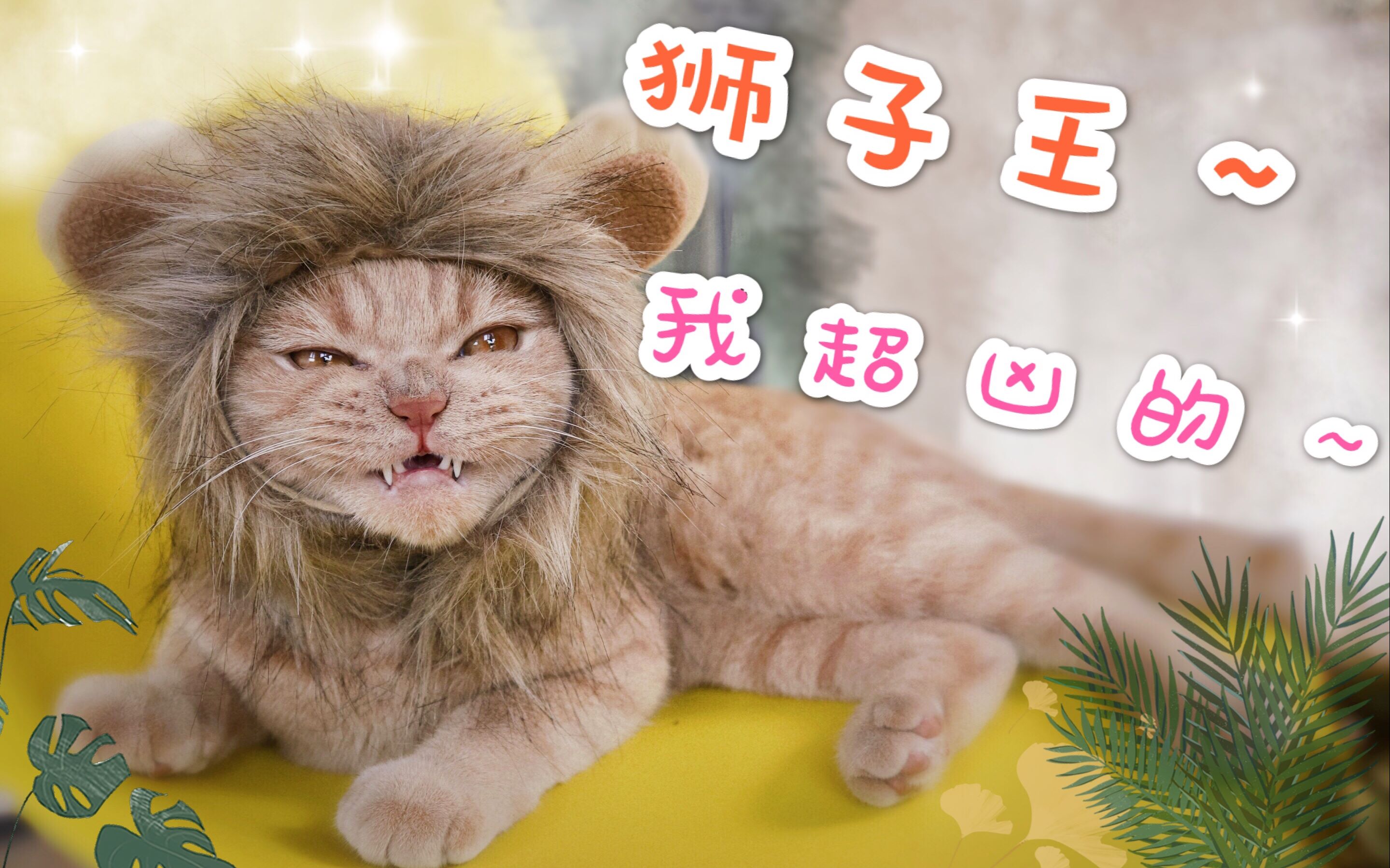 【lion-狮子王】我是小狮子超凶的哦!