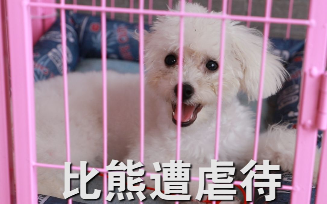 比熊犬因为太贪吃遭主人毒打,屈辱地过完一生,最后惨被遗弃哔哩哔哩bilibili