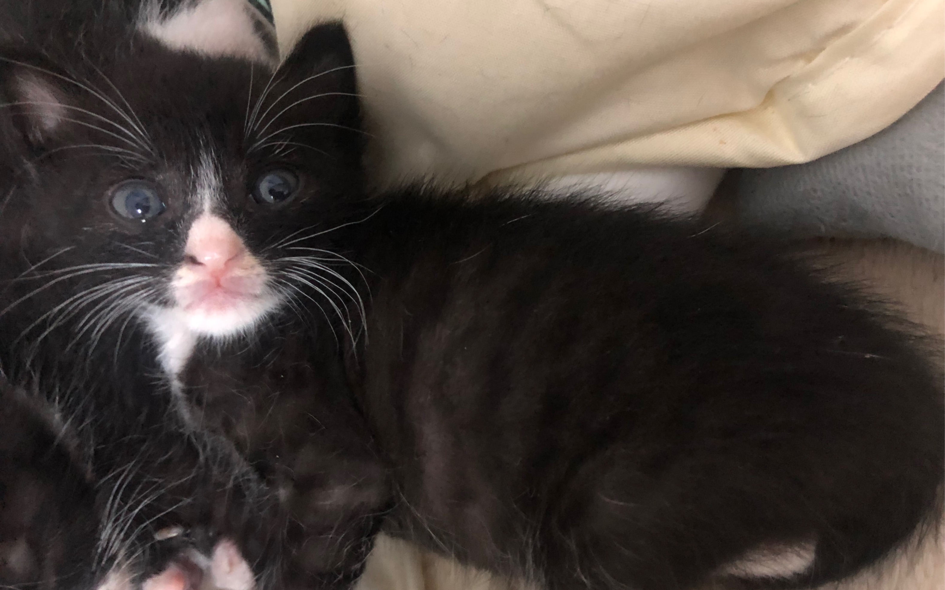 第十九天,小黑需要领养,武汉江岸无偿领养