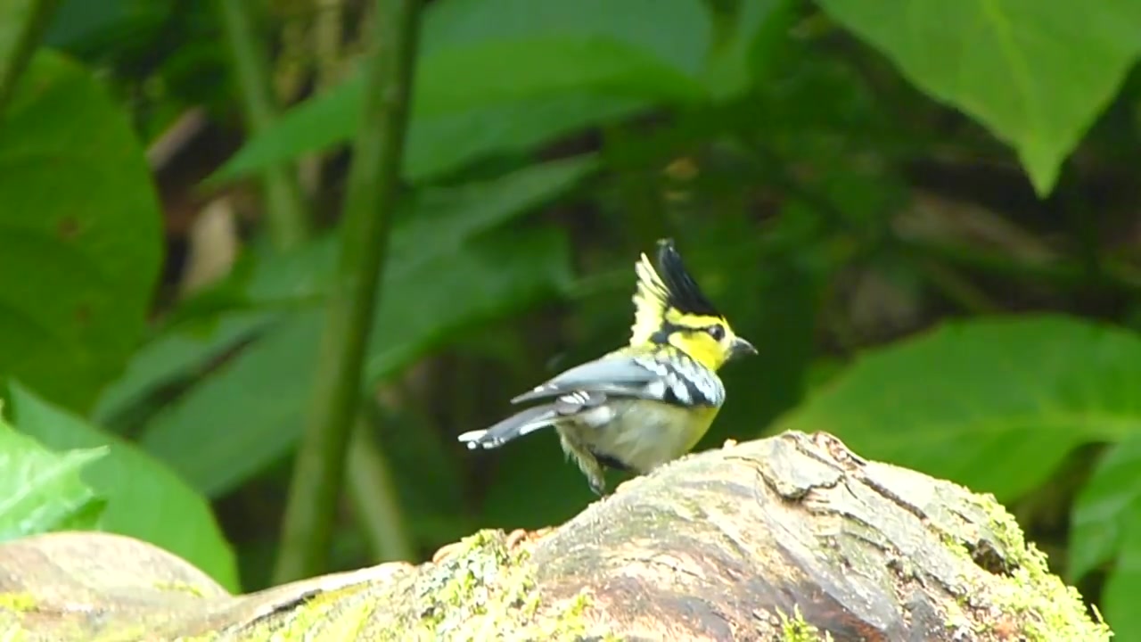 【观鸟】黄颊山雀(Parus spilonotus)哔哩哔哩bilibili