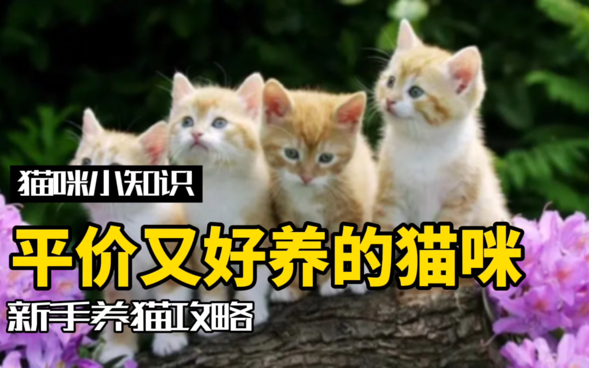 [图]养猫真的那么贵？这些平价猫咪一样香！