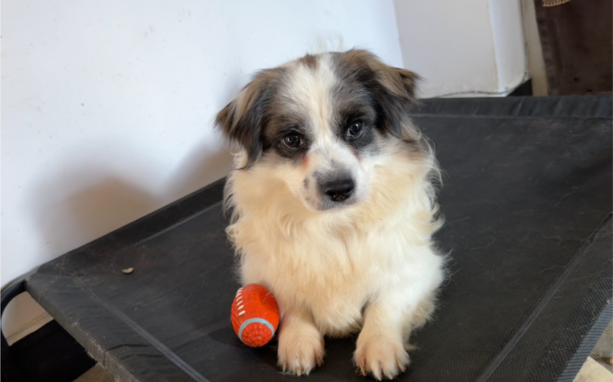 不养狗不知道养狗的乐趣,可爱狗西蒙玩球球.