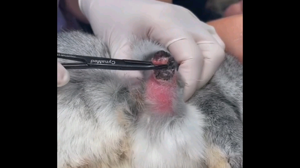 皮蝇幼虫寄生——原来解压也可以这么嗨