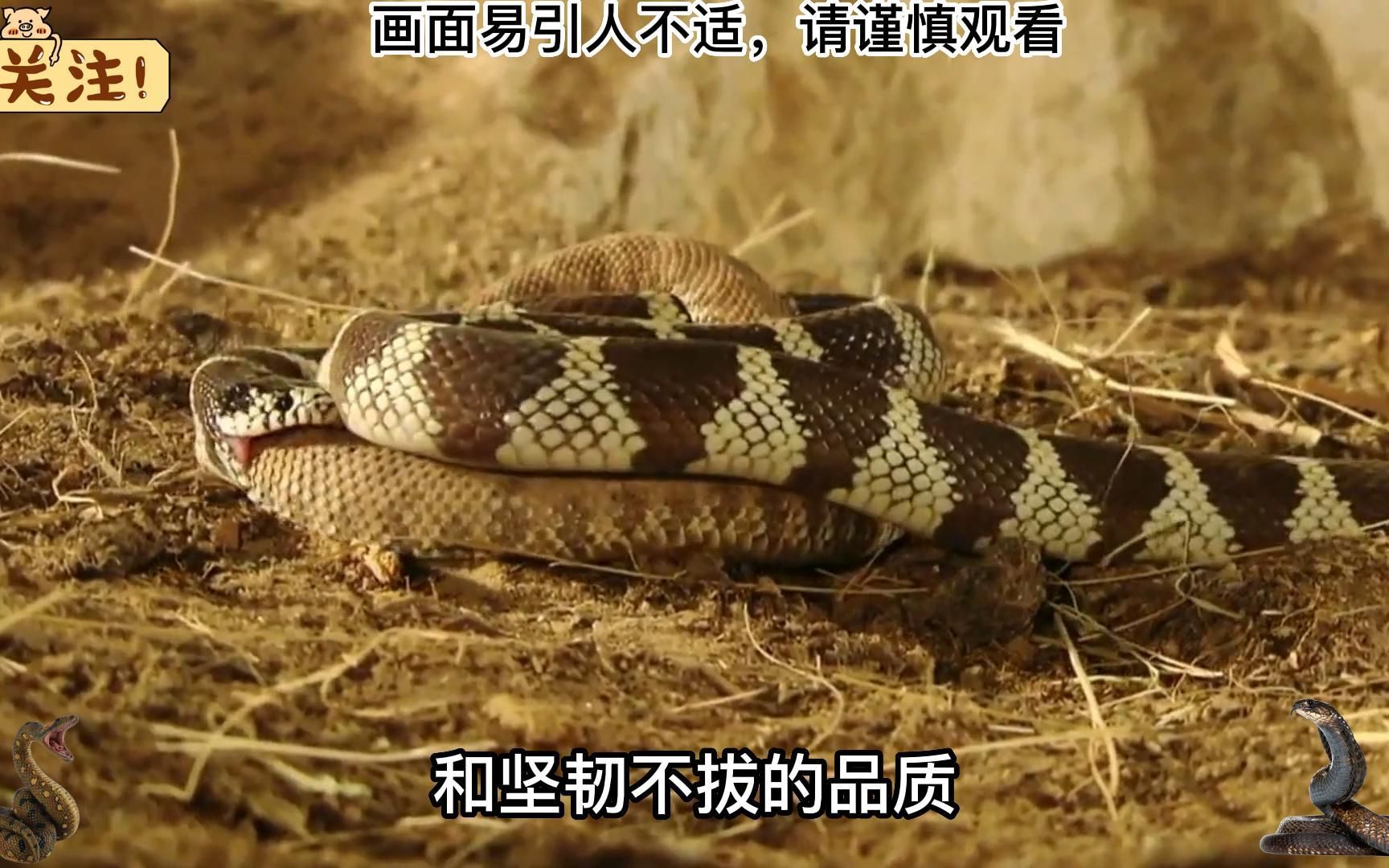 狭路相逢,加州王蛇活吞响尾蛇,弱肉强食让人胆寒