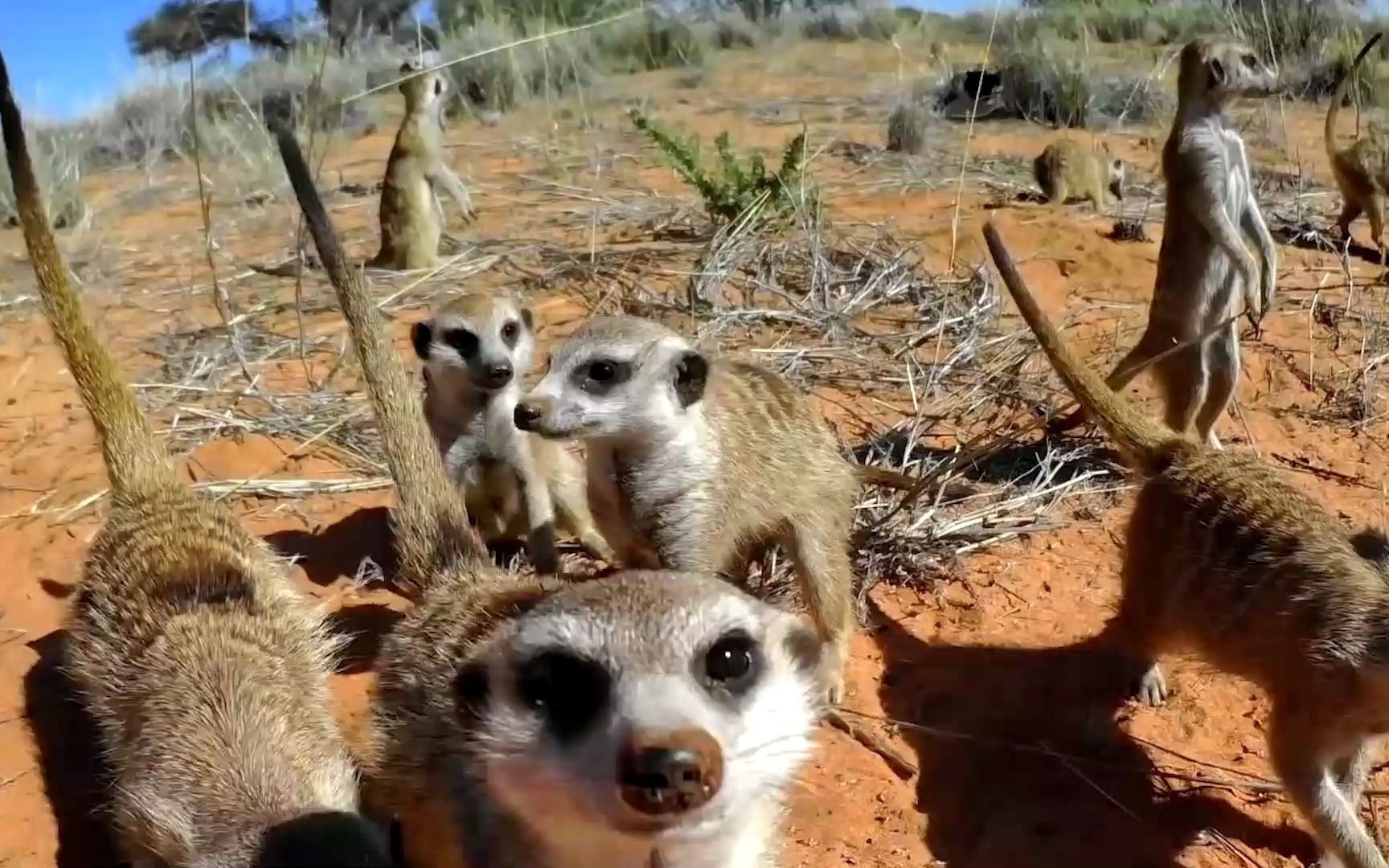 [图]好奇的狐獴