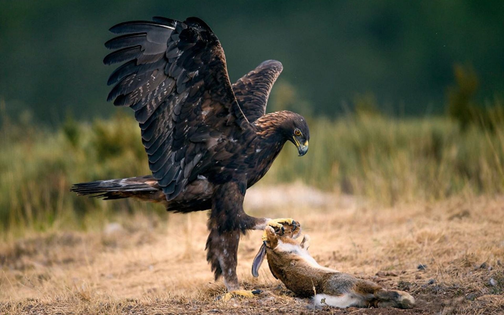 最美雄鹰捕食图片图片