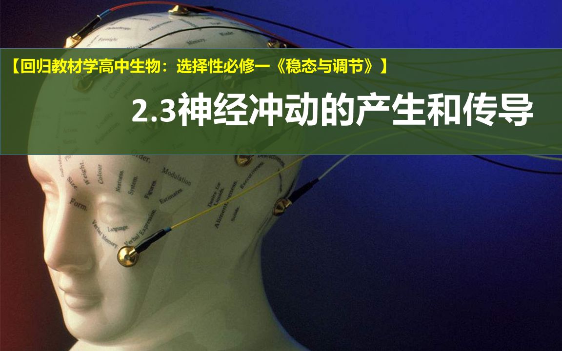 [图]【回归教材学高中生物】选择性必修一：2.3神经冲动的产生和传导