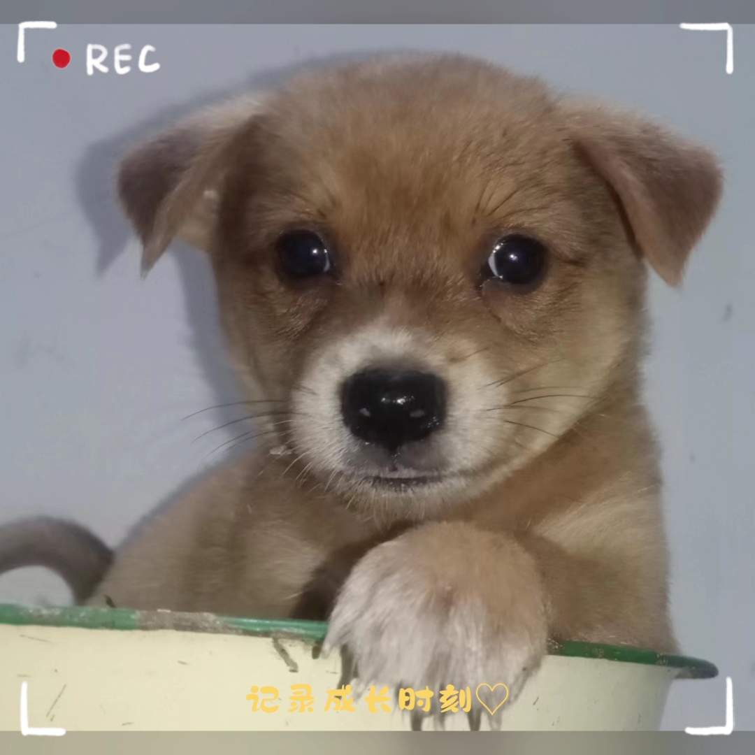 [图]田园小奶狗🐶