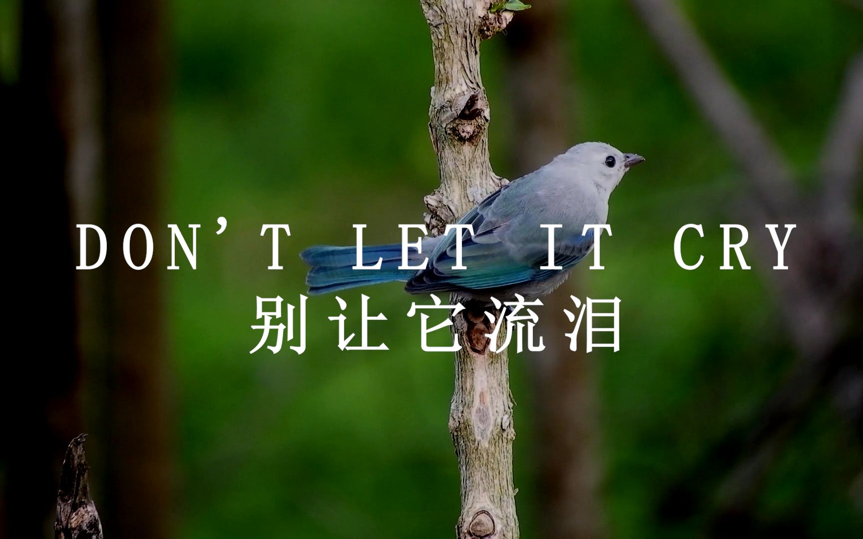 [图]DON'T LET IT CRY |《别让它流泪》 保护动物公益宣传片