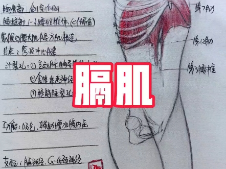 【膈肌】怎么练?起止点+功能+训练方法!肩颈紧张练膈肌?哔哩哔哩bilibili