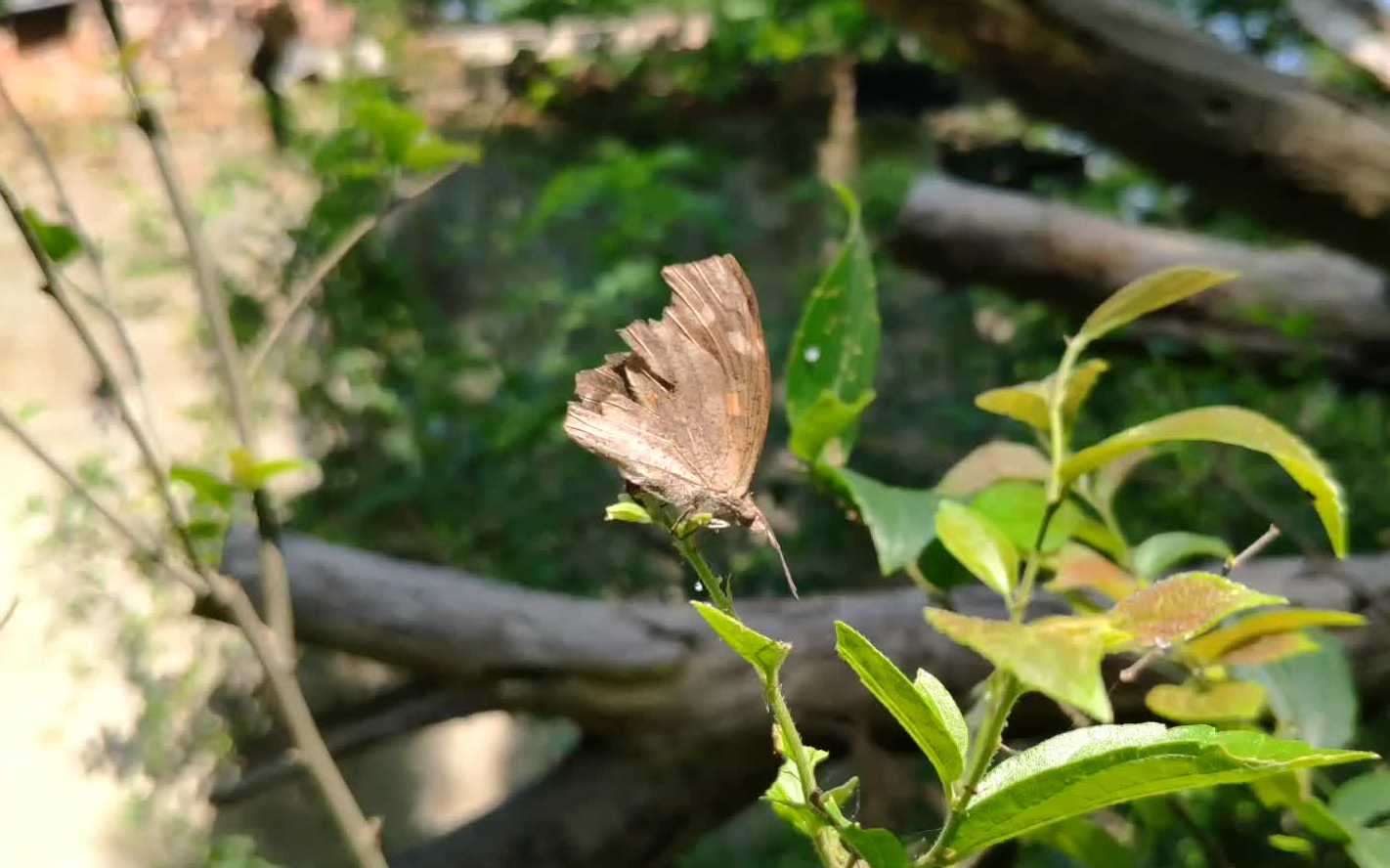 紫金山朴喙蝶小观察(小米mix2s拍摄)_哔哩哔哩 (゜-゜)つロ 干杯