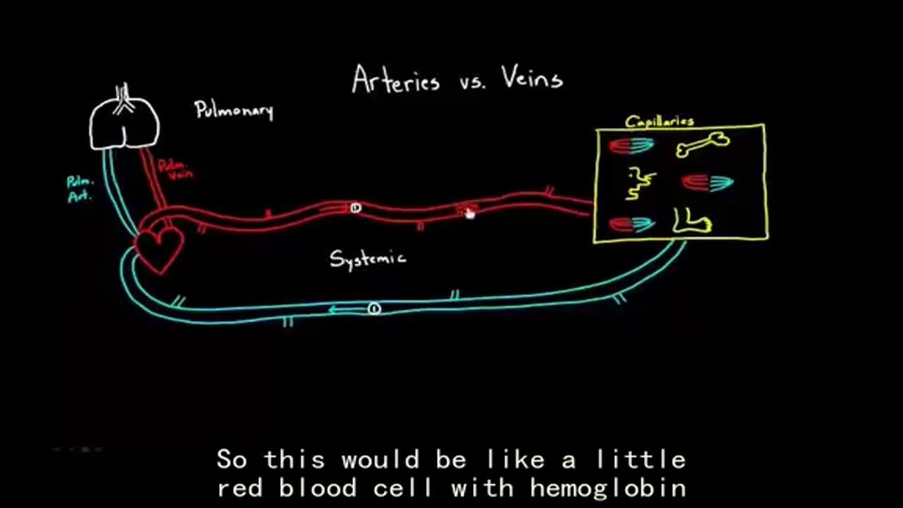 [图]【搬运KhanAcademy】循环系统——Arteries vs. veins