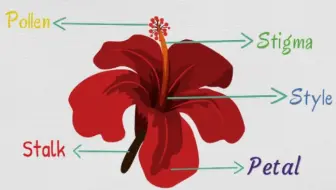 Parts Of Plants 植物的六大部位英文学习 哔哩哔哩 Bilibili