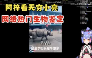 Download Video: 【阿梓】主播看无穷小亮鉴定网络热门生物