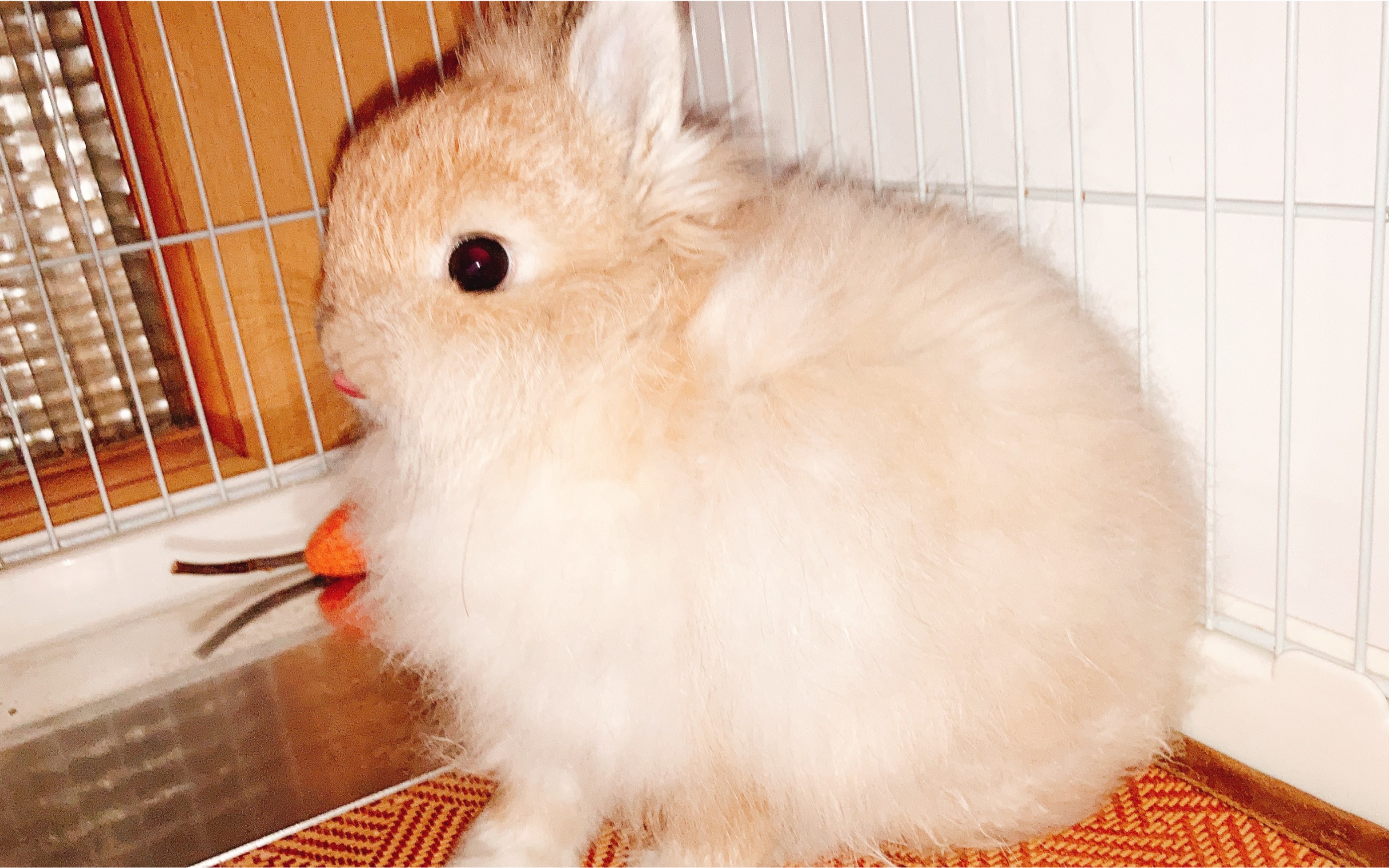 【长毛侏儒兔】进来看兔兔打嗝_哔哩哔哩_bilibili