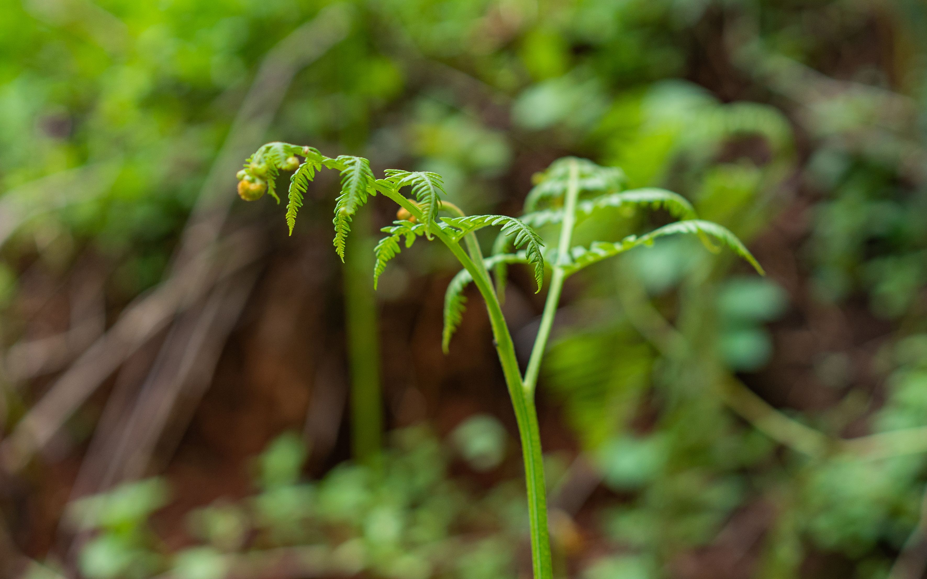 一顿丰盛的蕨菜宴,吃不完晒干,能保存很久