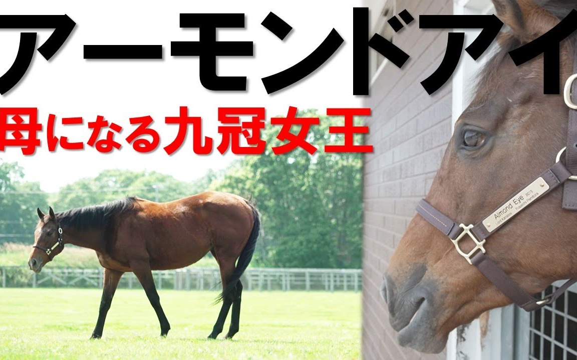 【赛马】九冠女王【杏目】的第二马生