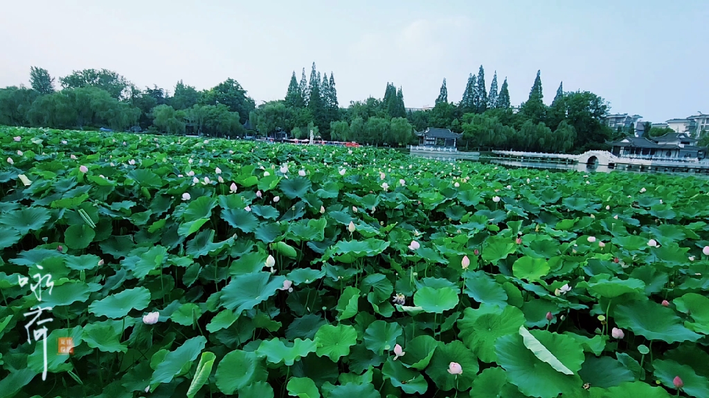 扬州"荷花池公园"荷花开放现状,花苞满池,尚未爆开,可迟些时间再来!