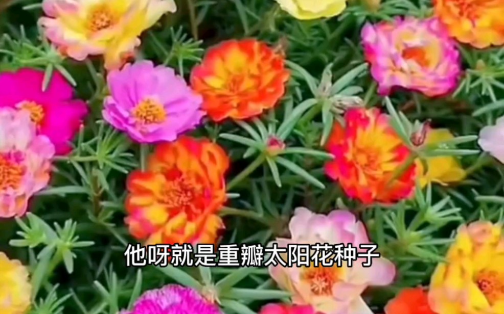 五颜六色的太阳花哔哩哔哩bilibili