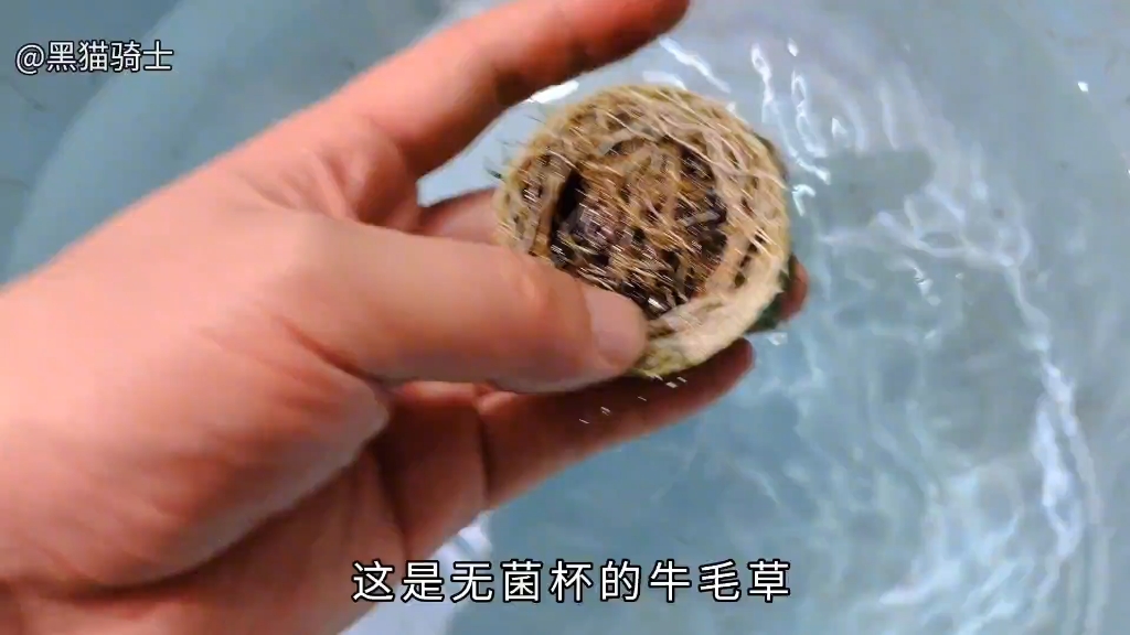 底砂过滤草缸开缸视频,详细讲解草缸造景!水草搭配!#草缸造景#哔哩哔哩bilibili