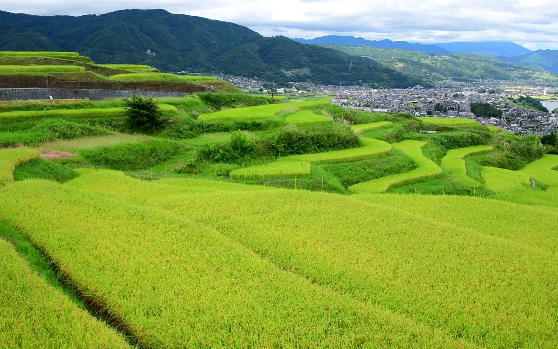 E128 2K高清画质唯美宁静乡野水稻稻田麦穗禾苗梯田农村宣传和谐大自然实拍视频素材 led背景素材 vj视频素材 动态视频哔哩哔哩bilibili