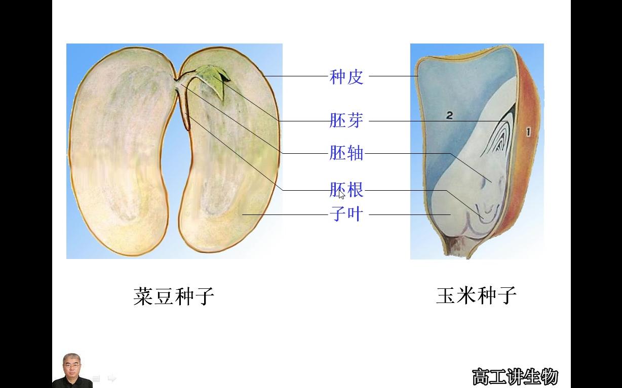 [图]高工讲生物七年级（初一）上册第二单元第二章被子植物的一生第一节种子的萌发