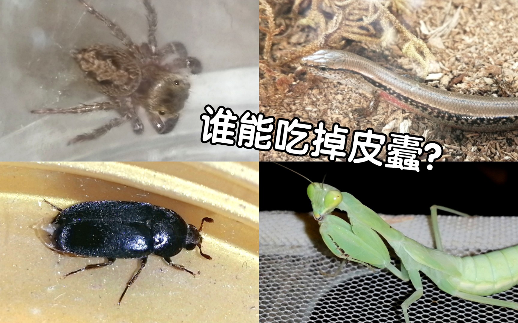 谁能吃掉皮蠹?哔哩哔哩bilibili