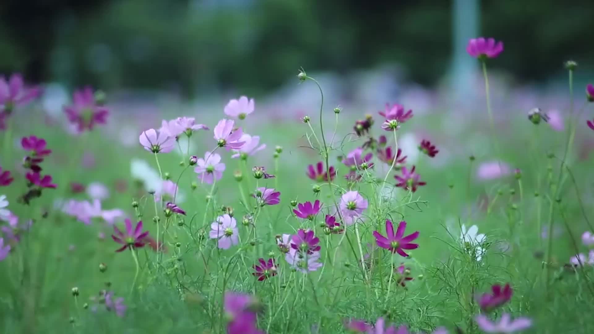 魏宝莹《遗失的爱》mv饭制版哔哩哔哩bilibili