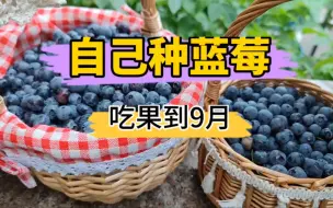 Tải video: 地栽几颗蓝莓，到9月还有果子吃，你们信吗？