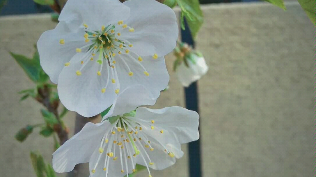 去年种的樱珠开花了 byee