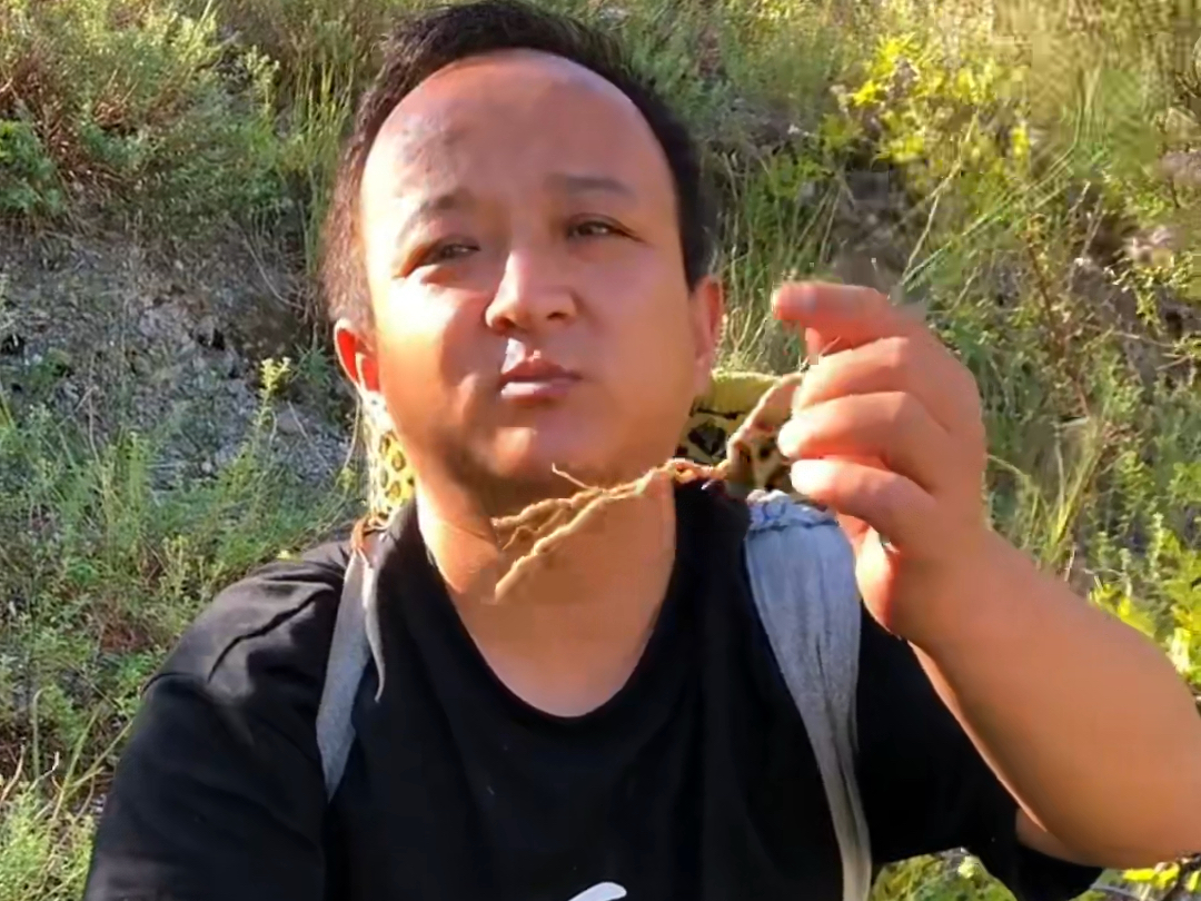 在山为小草,出山为远志;这棵不起眼的小草大家认识吗,听说它能让人的意志坚定哔哩哔哩bilibili