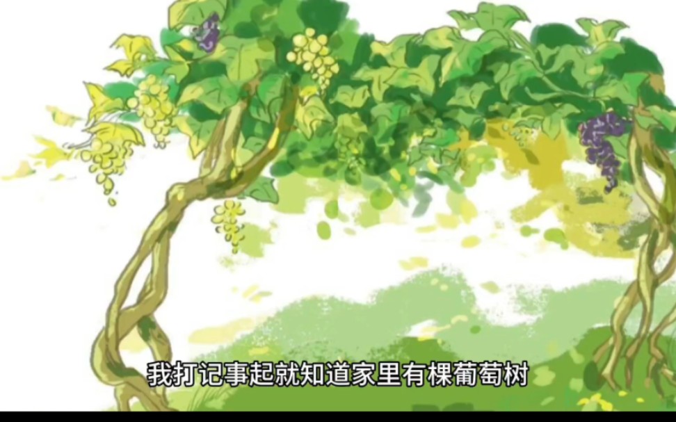 阿门阿前一颗葡萄树