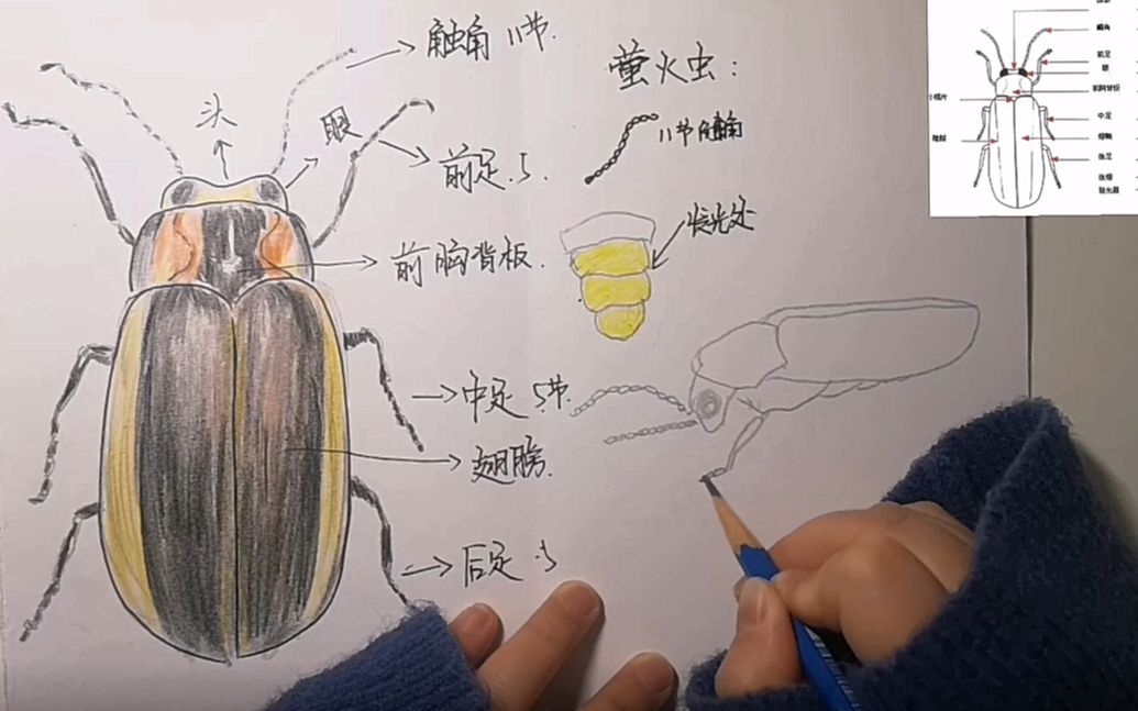 萤火虫绘画昆虫记绘画本法布尔