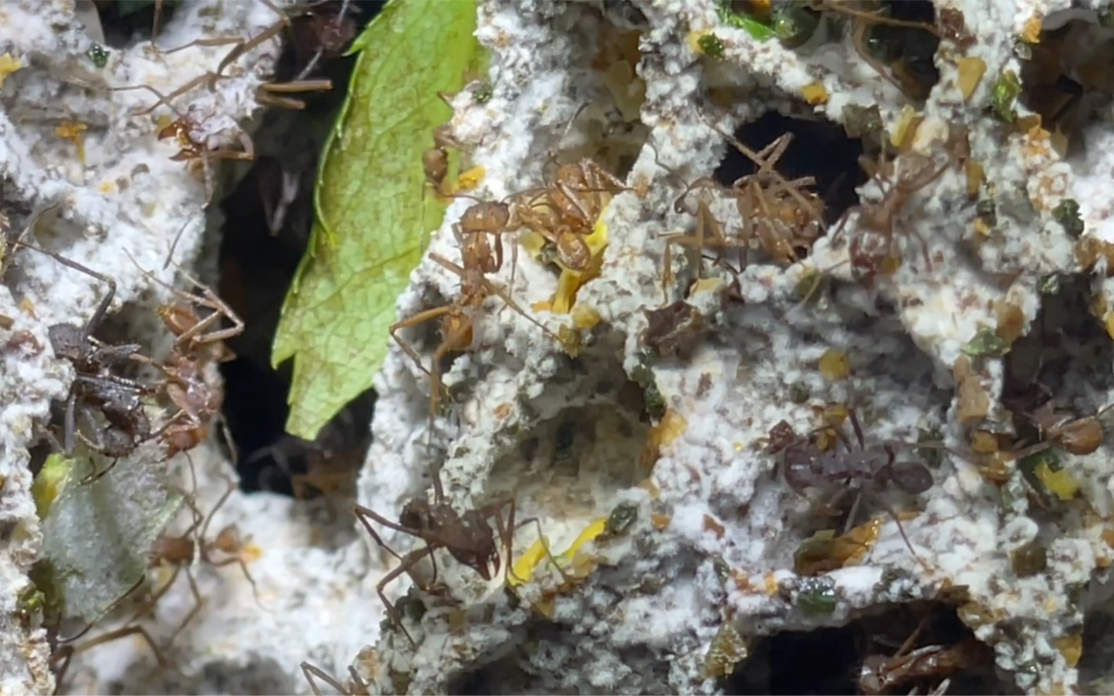 切叶蚁造菌欣赏