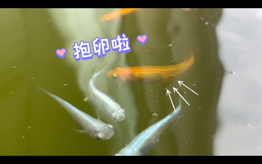 观背青鳉没看错抱卵啦才十二度水温优秀的小橙