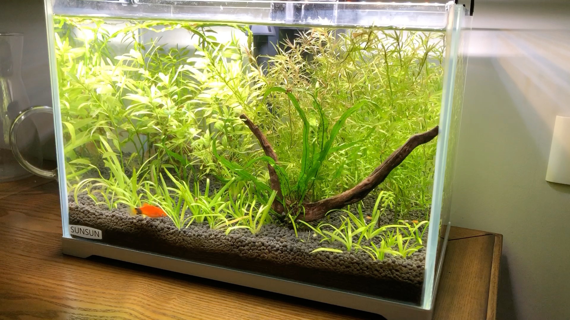 穷人版草缸,定植2个月后的状态,竹节草疯长