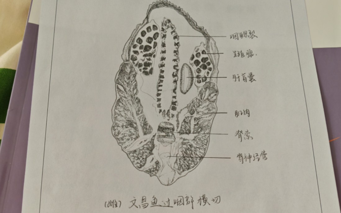 文昌鱼手绘图图片