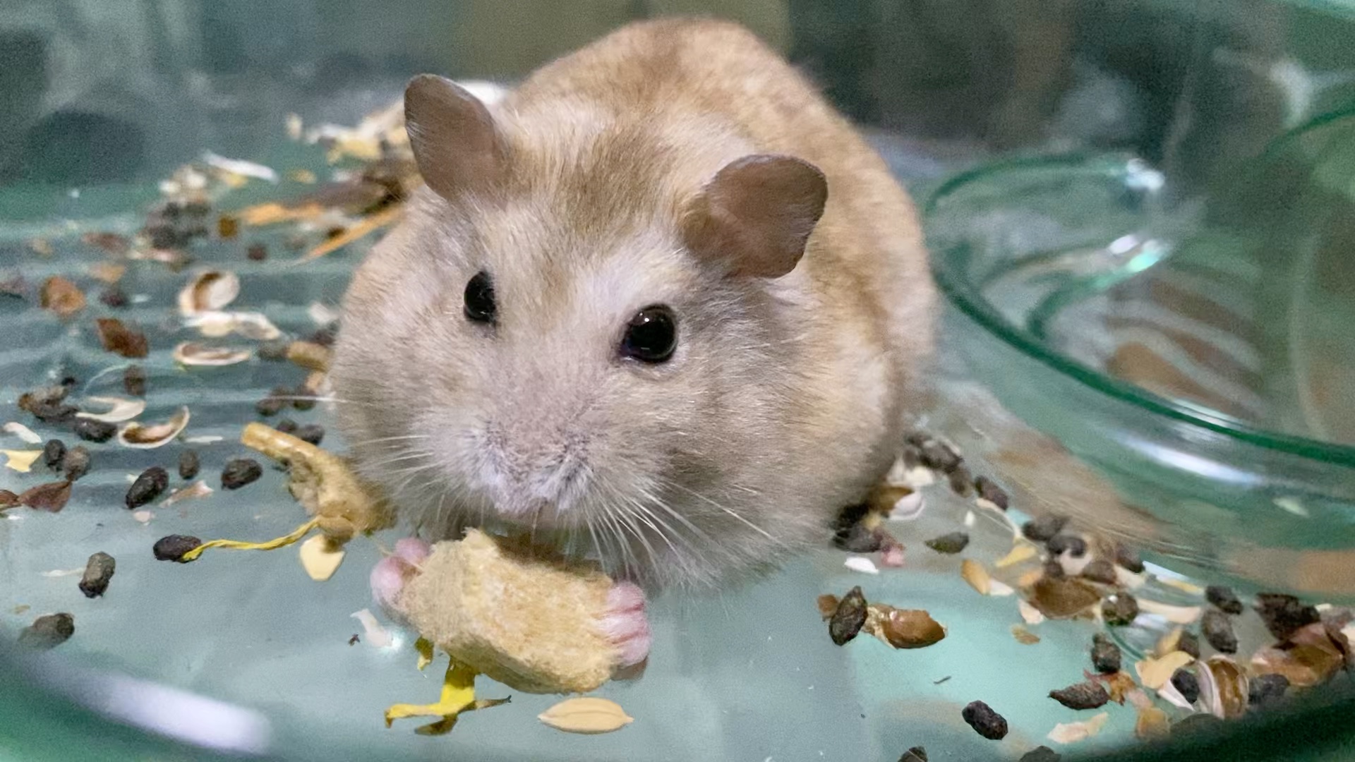 仓鼠进食|布丁吃肉|雨天无bgm白噪音|冻干零食