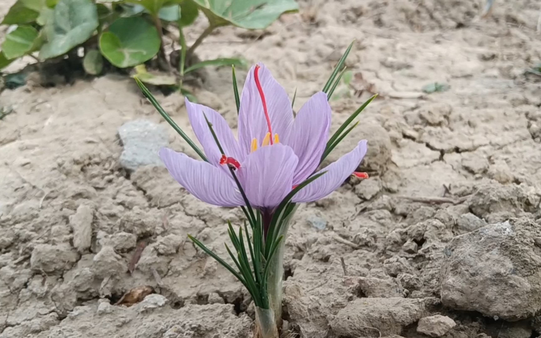 [图]13天，从抽叶到开花——番红花种植记录