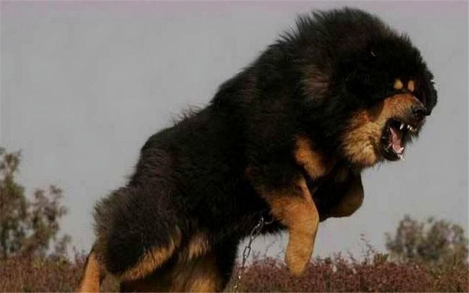藏獒大战闯入的豹子,八只藏獒冲过去撕咬,结局让人意外