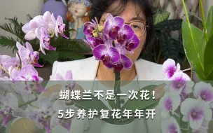 【海妈园艺课堂】蝴蝶兰不是一次花！5步养护复花年年开