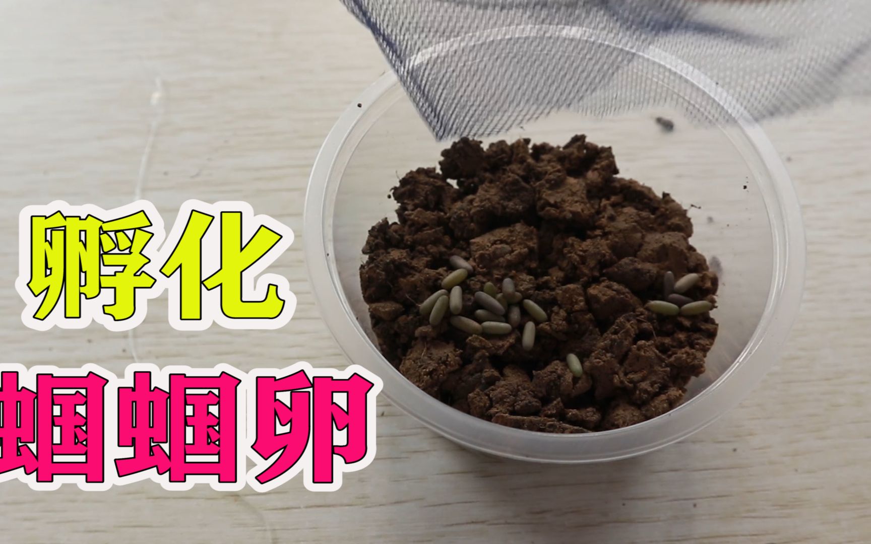 孵化蝈蝈:买了20枚卵在家轻松孵化,绿油油的蝈蝈很凶猛