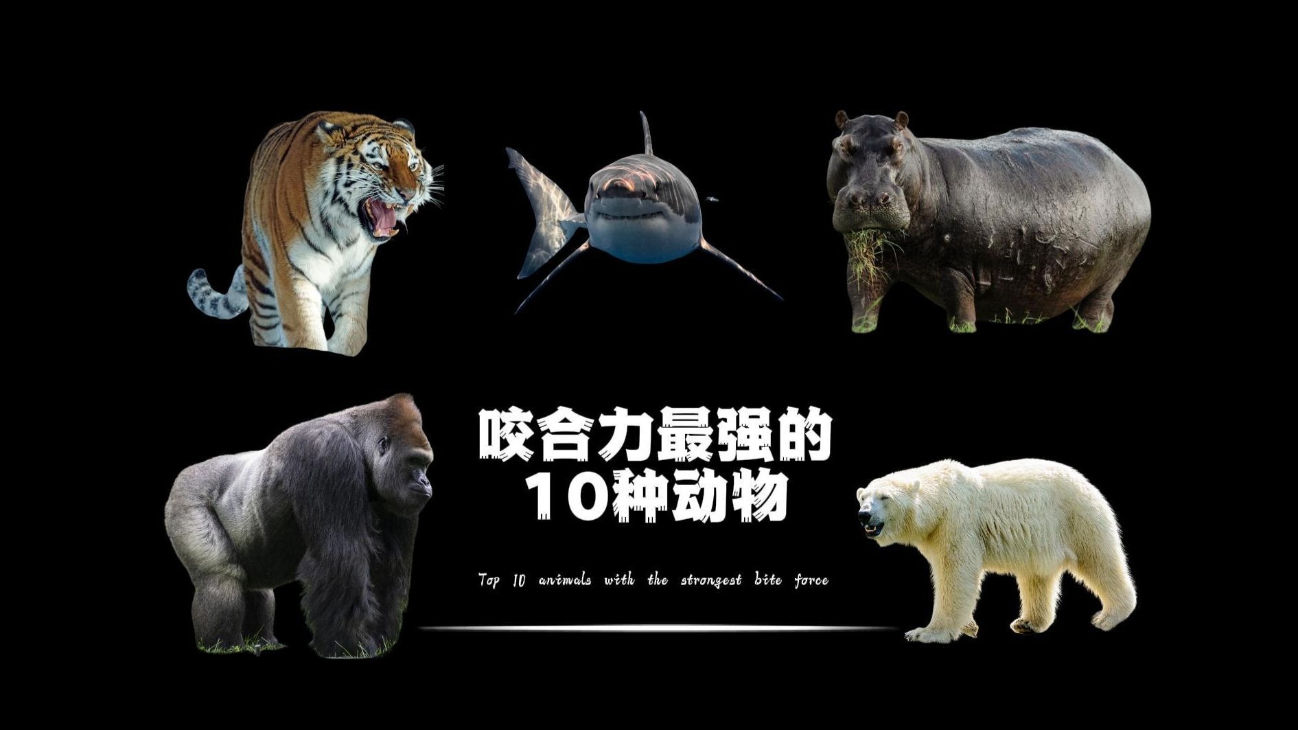 咬合力最强的10种动物,你知道几种?