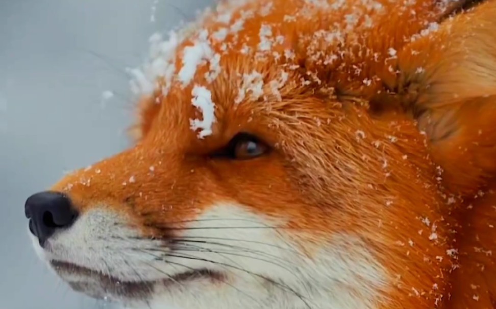 极其罕见的雪山灵狐,运气好到爆才能刷到!