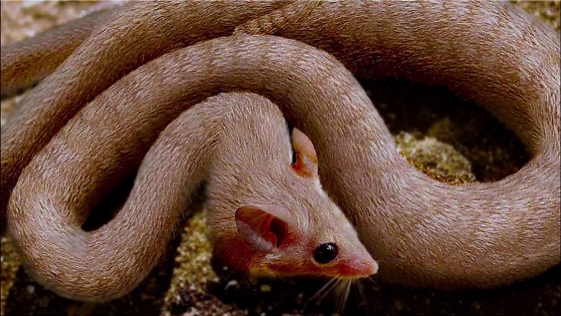 15 种你不知道的科学家创造的杂交动物