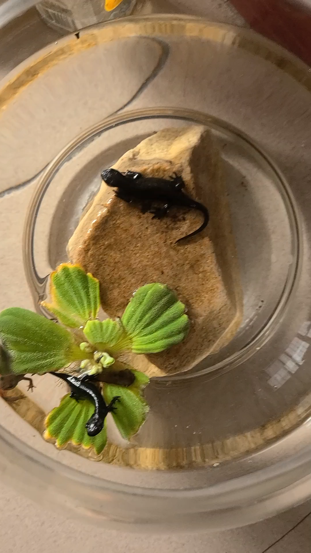 懒猪东方蝾螈