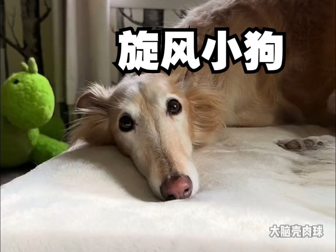 听说您想养优雅的丝毛风猎犬?那您有福了~哔哩哔哩bilibili